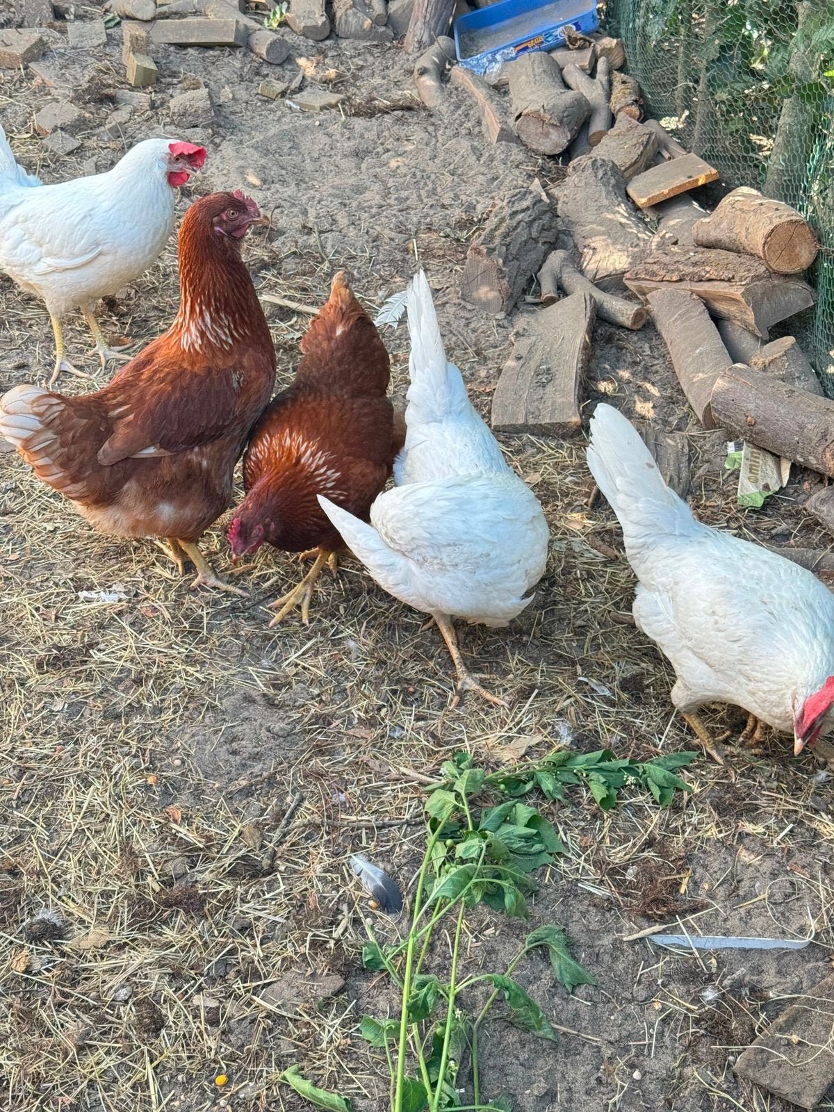 Kippen te koop, Vrouwelijk, Kip