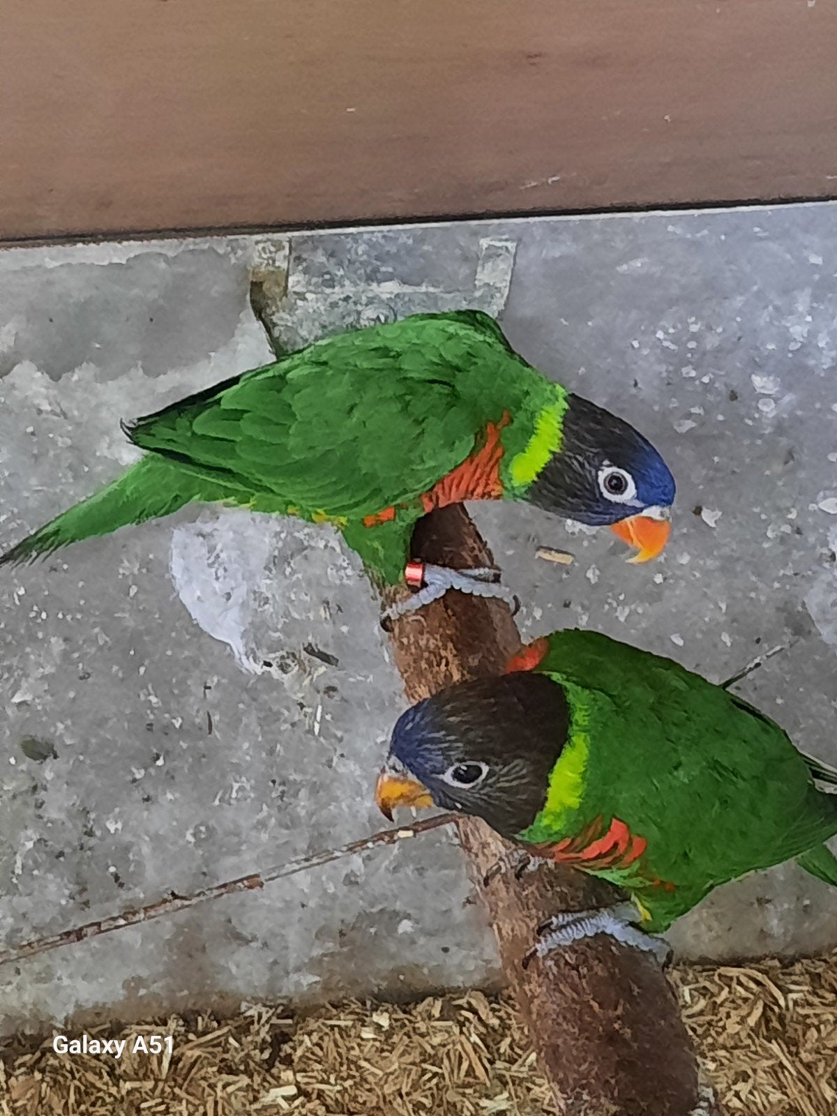 couples massena lori, Animaux & Accessoires, Oiseaux | Perruches & Perroquets