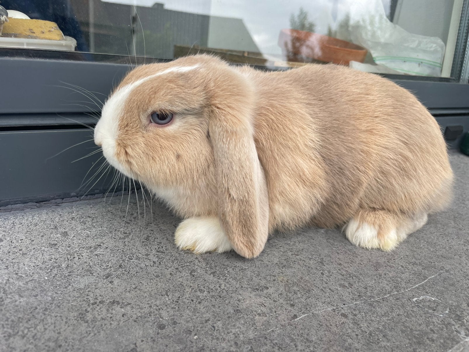 Minilop konijntje, Dieren en Toebehoren