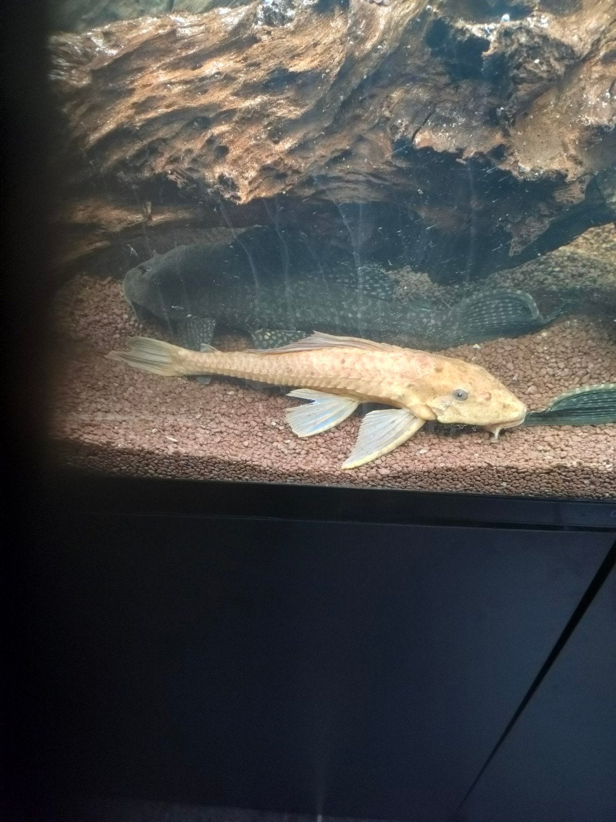 Albino pleco, Animaux & Accessoires, Reptiles & Amphibiens