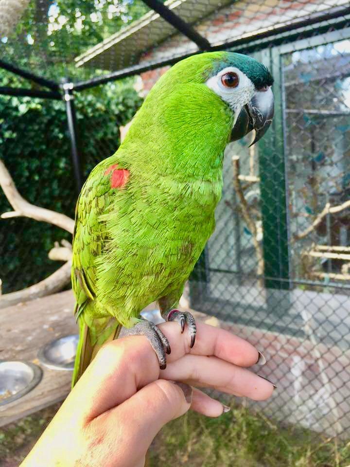 (NL) Super tamme Ara Nobilis 2021 freeflight getraind, Animaux & Accessoires, Oiseaux | Perruches & Perroquets, Femelle, Perroquet