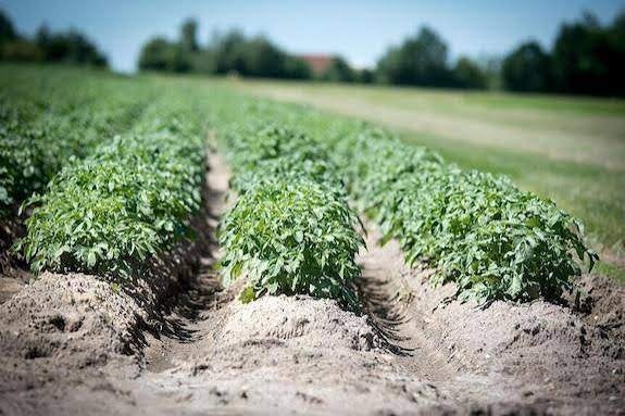 POMMES DE TERRE, Enlèvement