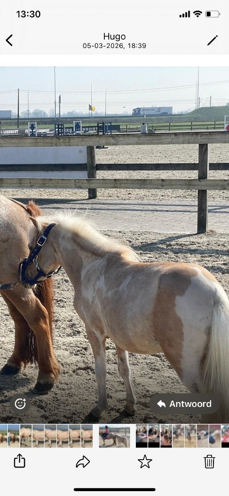 Mini paardje 82 cm Palomino hengstje, Dieren en Toebehoren, Paarden