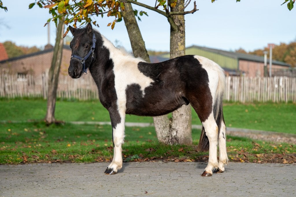 bonte pony Otoa (KOLDO x BIXENTE) 2023 Stallion 116cm POTK !, A pony (tot 1.17m), Meerdere dieren, Recreatiepony, Met stamboom