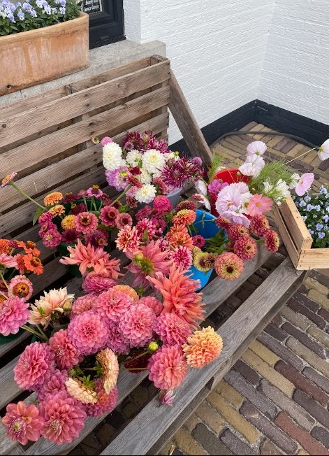 Planten voor pluktuin – Zinnia, Cosmos en meer, Jardin & Terrasse, Plantes | Jardin, Enlèvement ou Envoi, Été, Annuelle