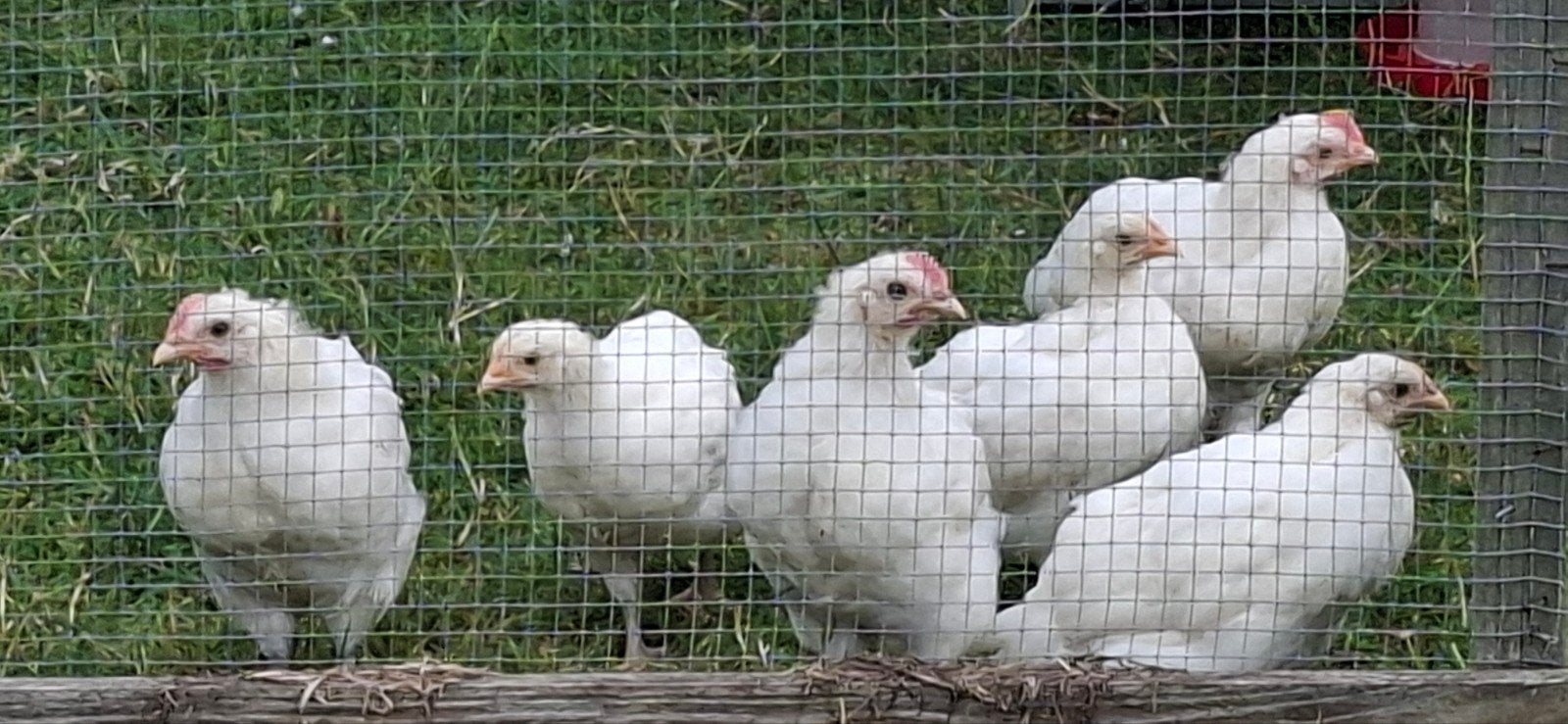 Haantjes Poule De Bresse  , witte kleur  , raszuiver