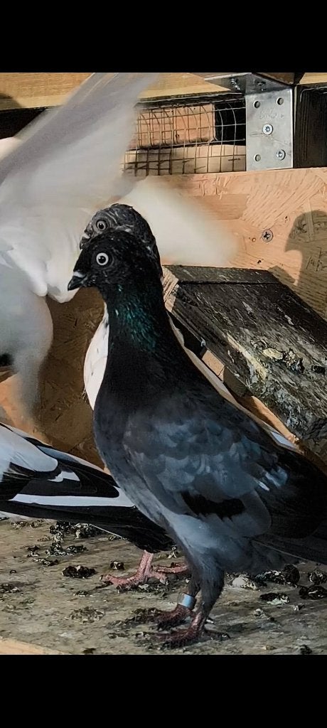 Hongaarse duiven te koop, Dieren en Toebehoren