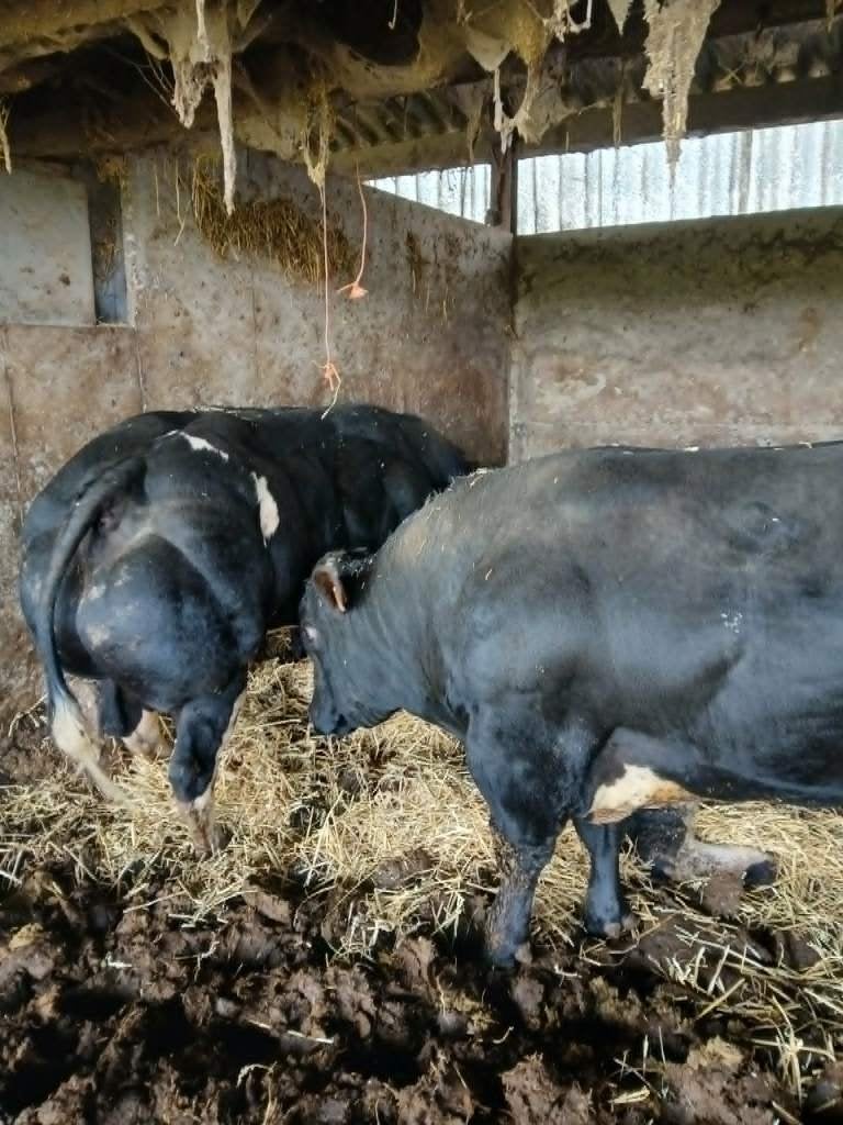 Dekstier, Dieren en Toebehoren, Mannelijk