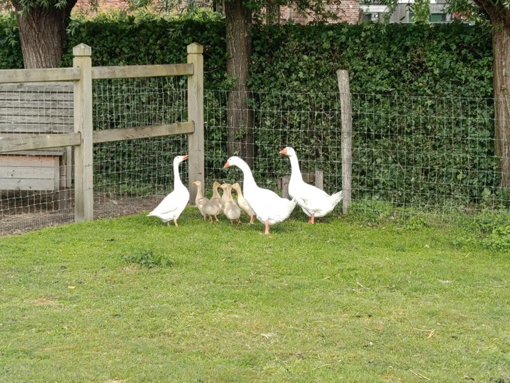 mannelijke gans, Dieren en Toebehoren