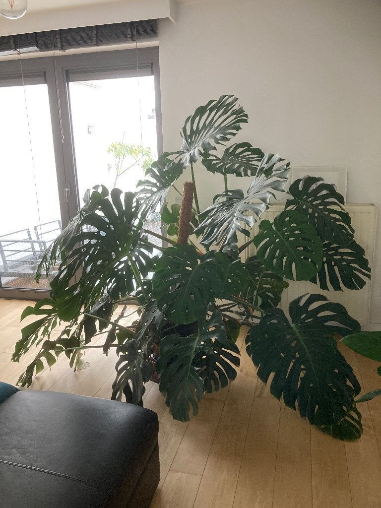Monstera, Ophalen, Ficus, Halfschaduw, In pot