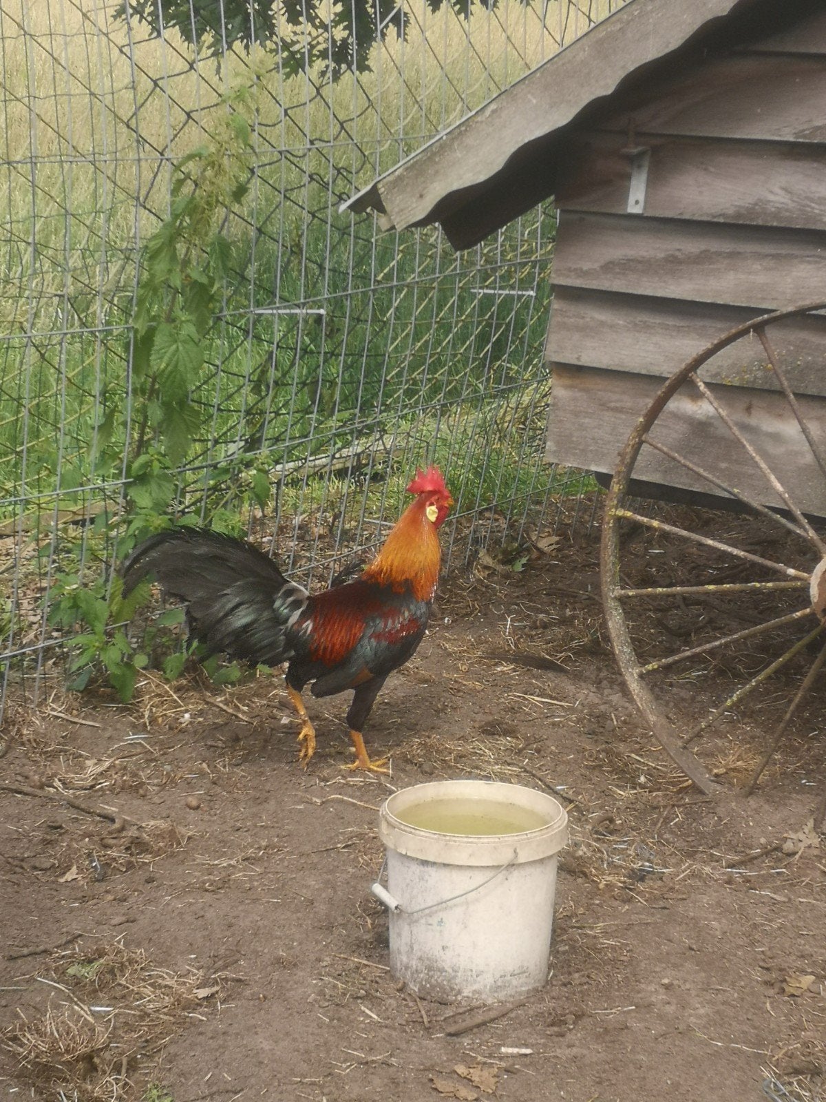 Leghorn haan, Dieren en Toebehoren