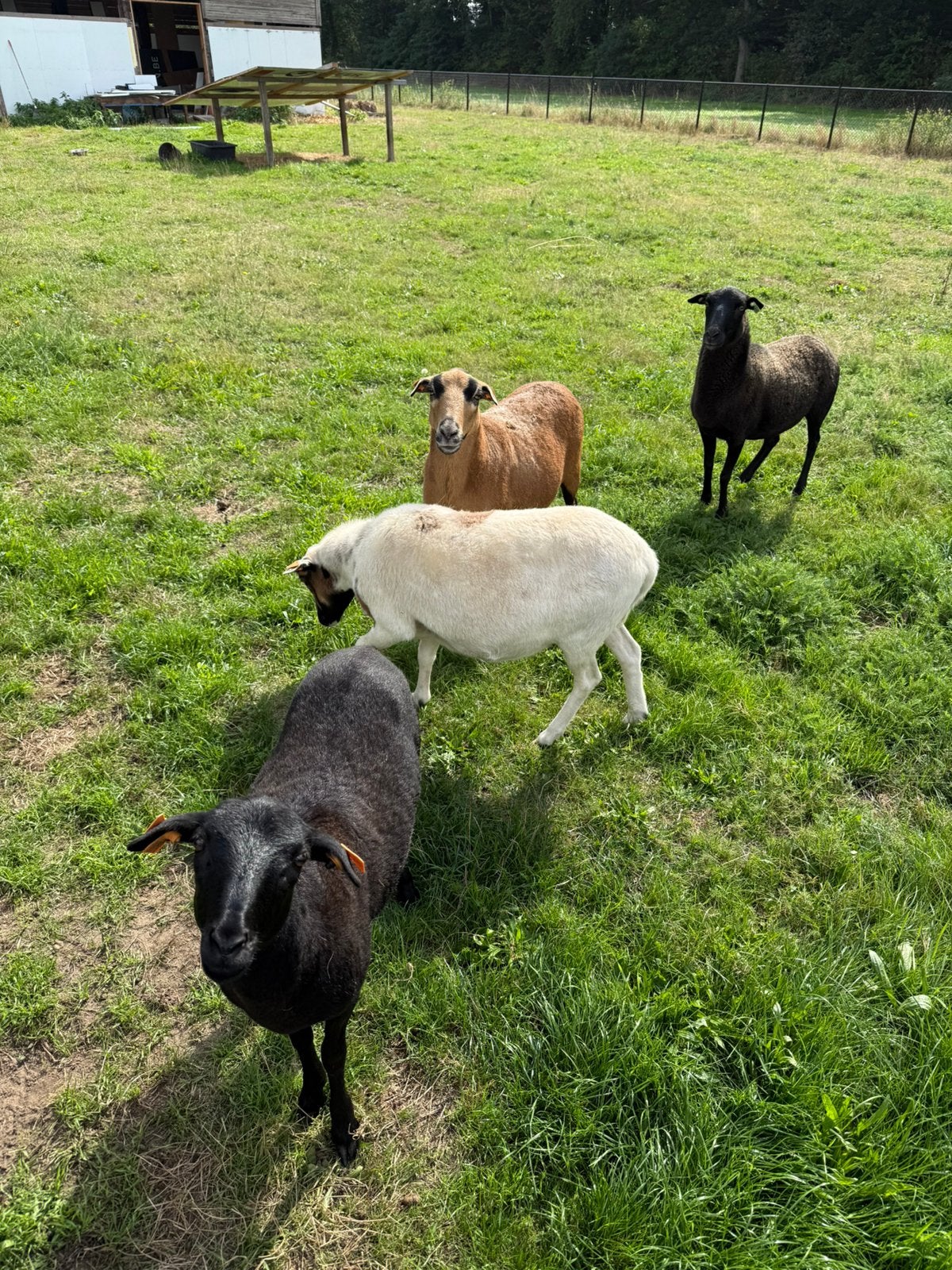 Kameroen schapen, Femelle, Mouton, 3 à 5 ans