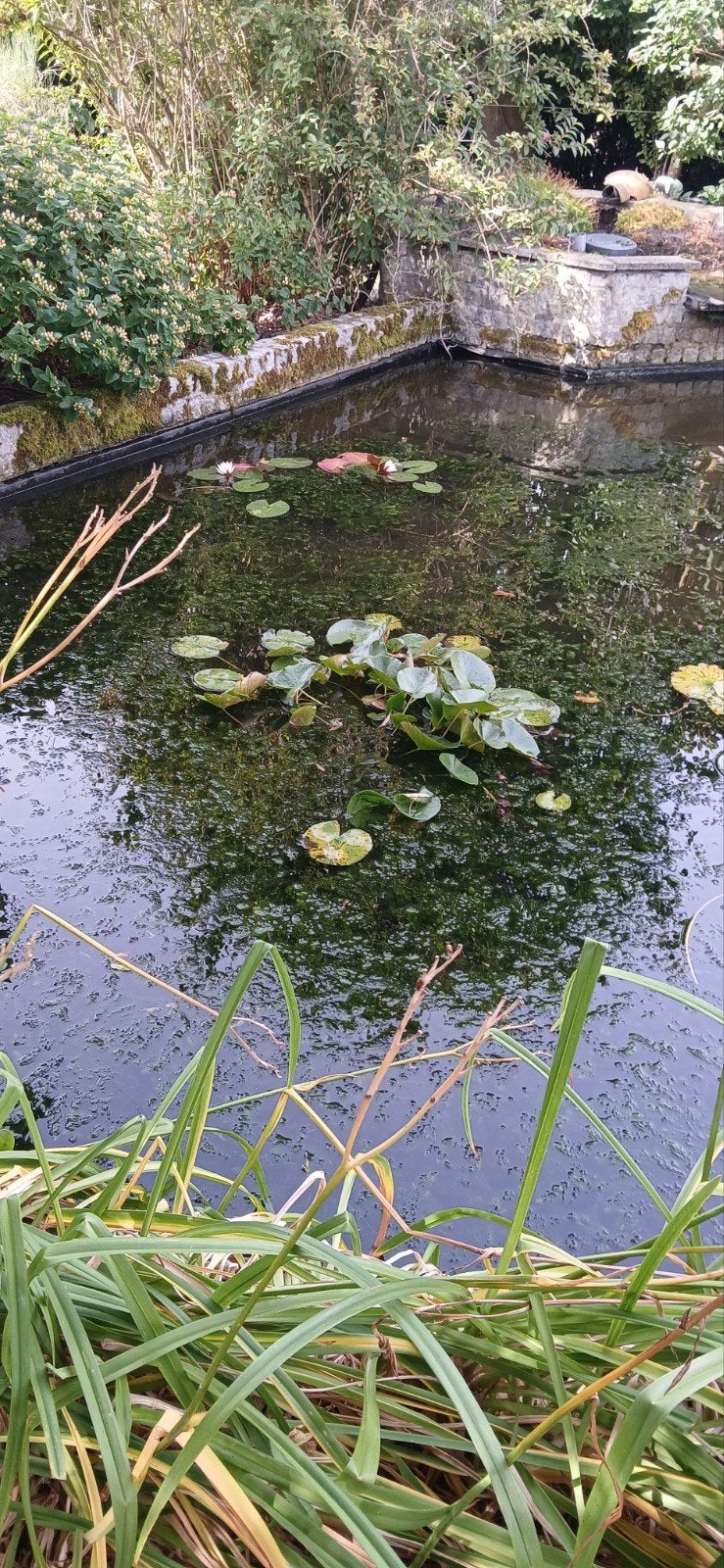 Gratis zuurstofplanten gedoornd hoornblad, Ophalen