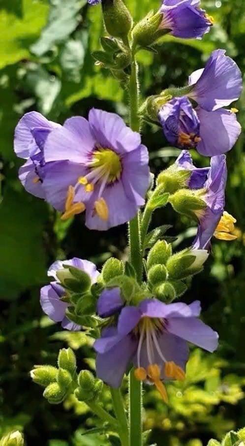 Laatste potjes jakobsladder  ( half schaduw ), Jardin & Terrasse, Plantes | Jardin, Autres espèces, Printemps, Enlèvement, Plante fixe