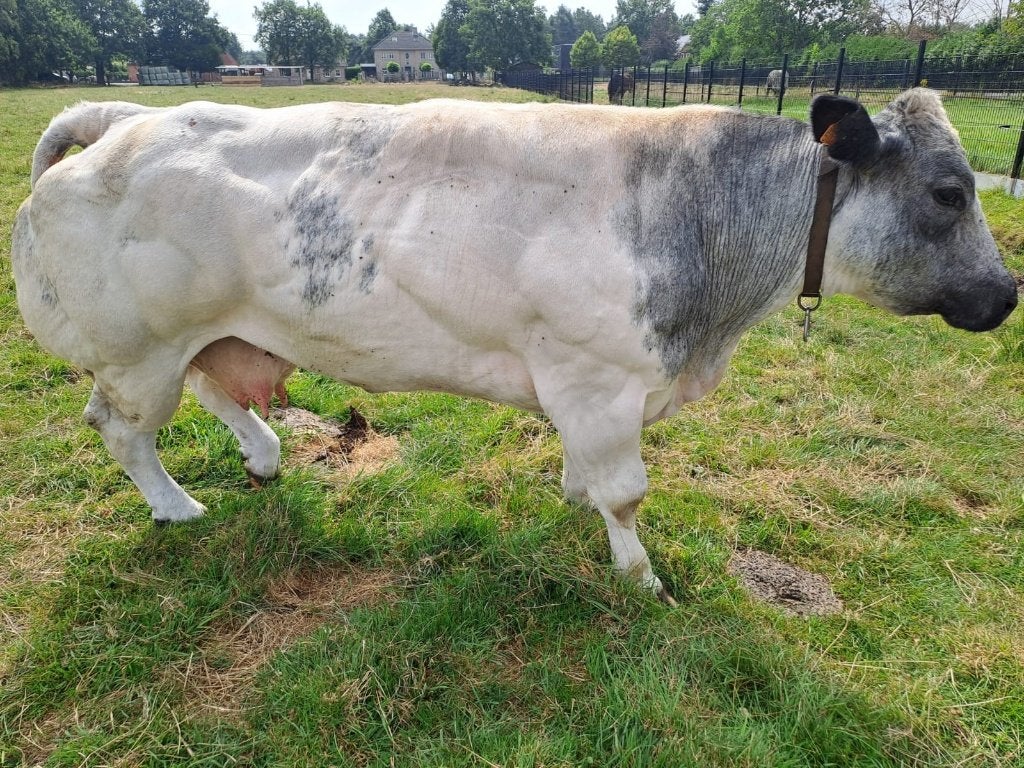 BWB stamboek koe, Animaux & Accessoires, Bovins, Femelle
