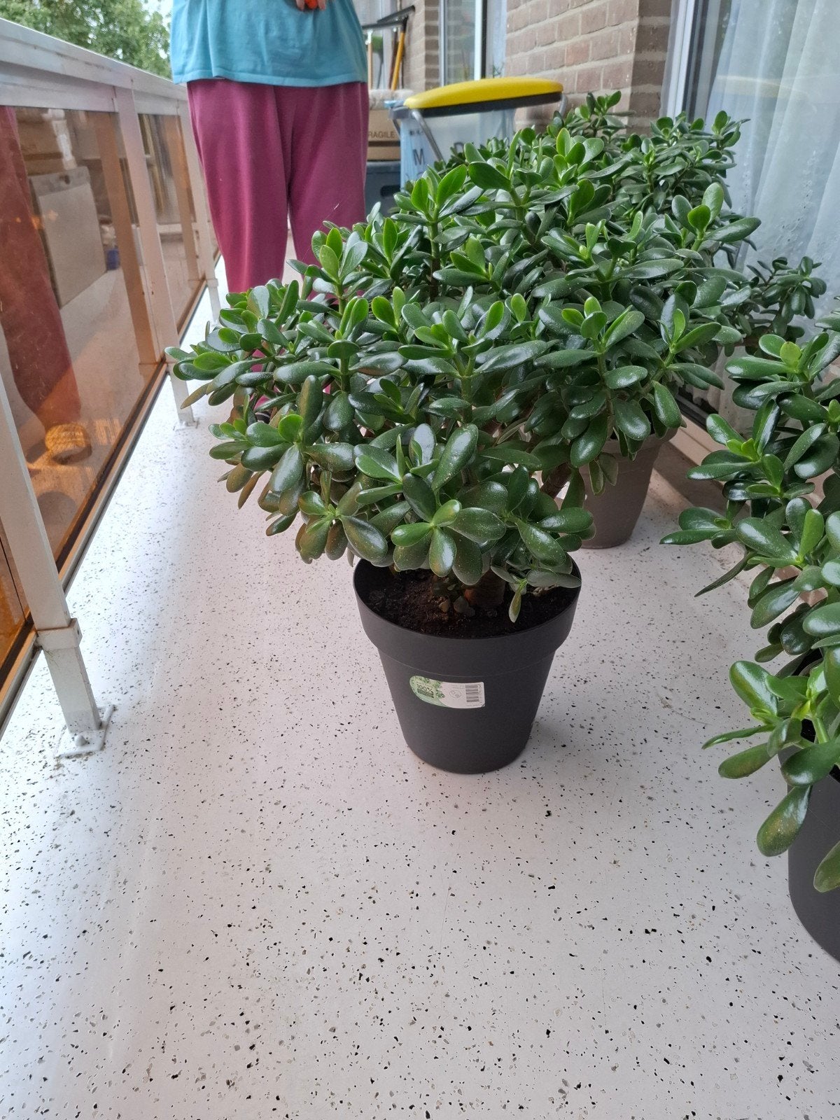 vetplanten te koop, Ophalen, Overige soorten, Struik, Minder dan 100 cm