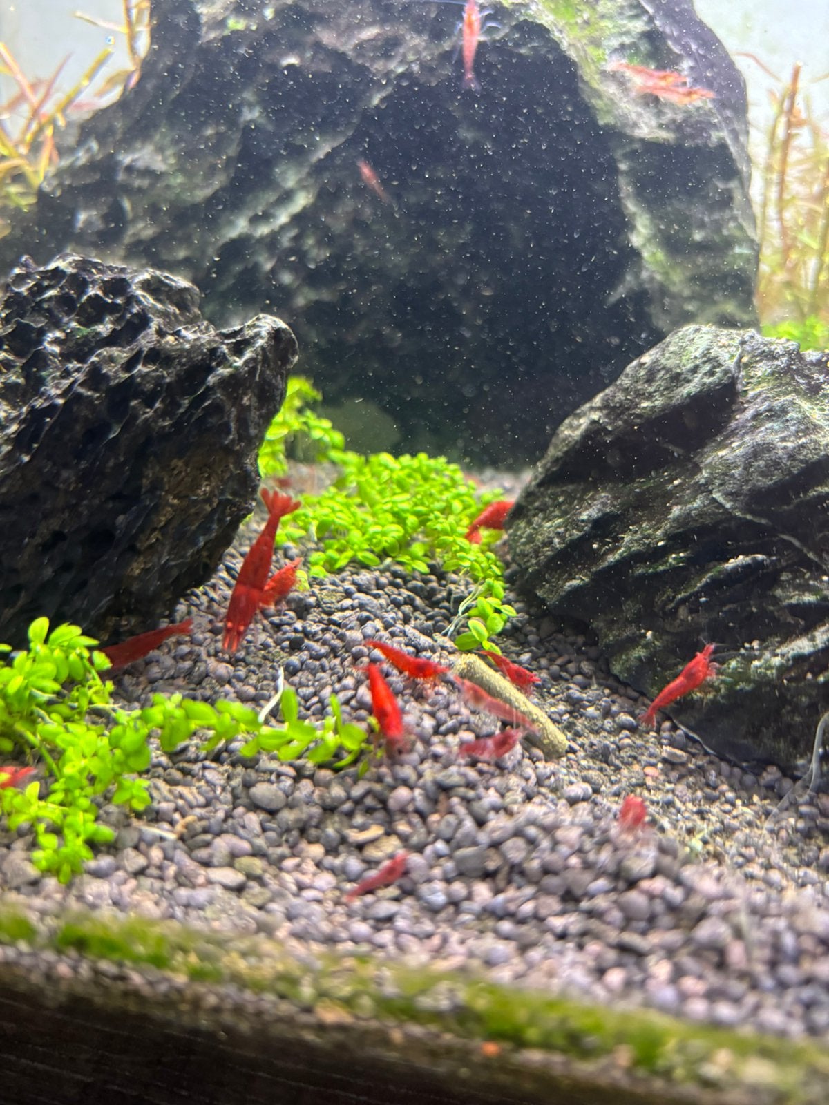 Rode garnaaltjes 0,99€ per stuk, Dieren en Toebehoren, Vissen | Aquariumvissen, Vis
