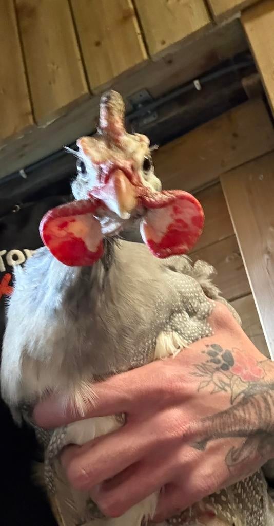 Parelhoen, Dieren en Toebehoren, Pluimvee