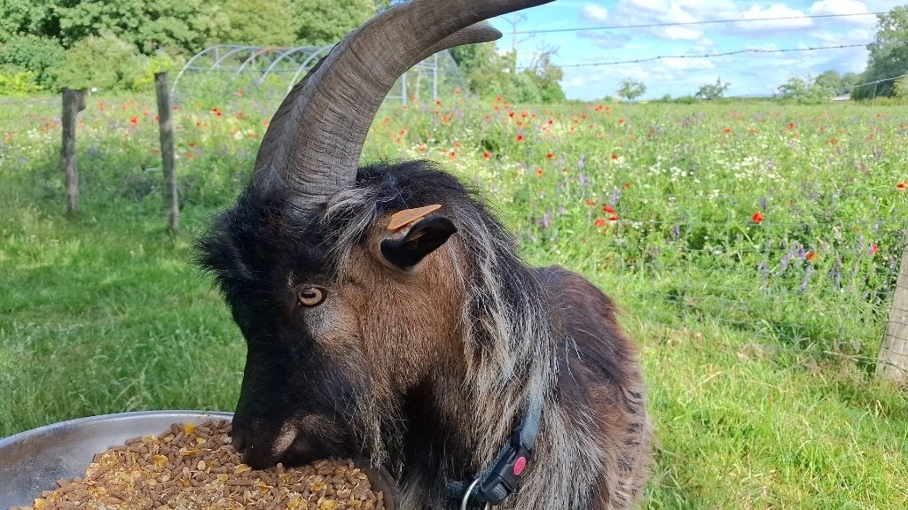 bok Vlaamse geit (niet voor slacht), Dieren en Toebehoren, Schapen, Geiten en Varkens, Mannelijk, Geit, 0 tot 2 jaar