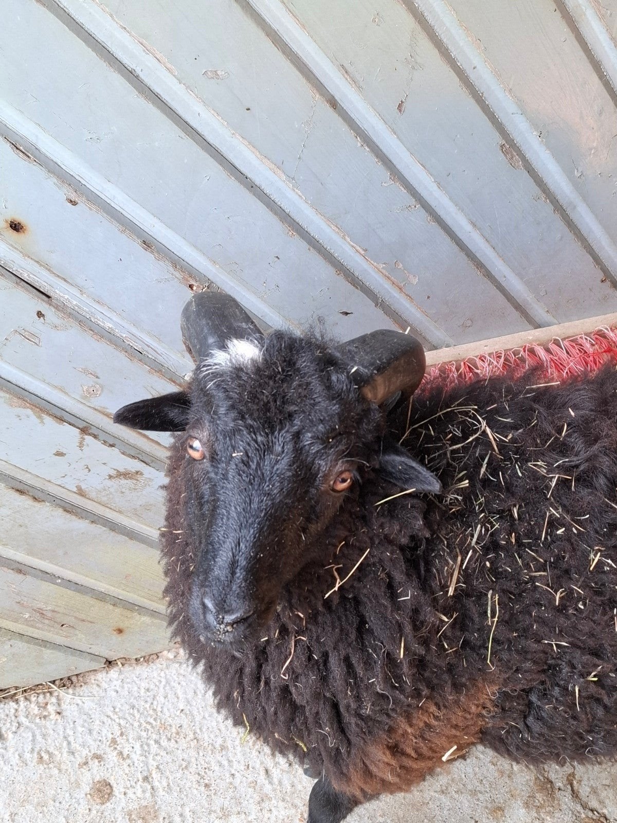 Ouessant Quessant ram