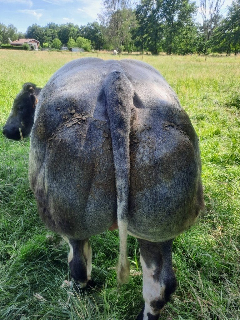 Drachtige stamboek koe en vaars, Dieren en Toebehoren, Runderen, Vrouwelijk, 3 tot 6 jaar
