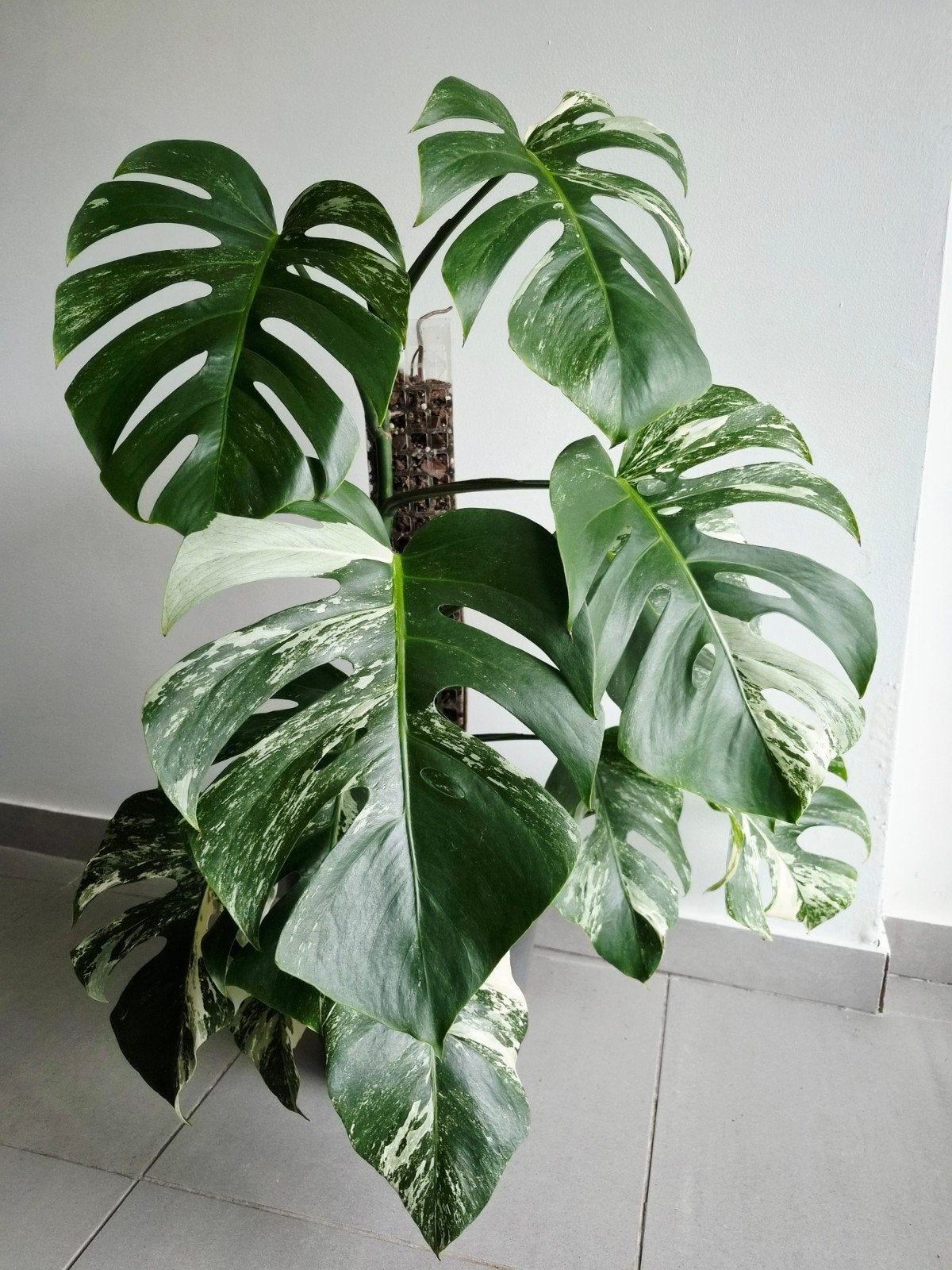 Monstera Deliciosa Albo variagata XL, Autres espèces, En pot, Moins de 100 cm, Enlèvement