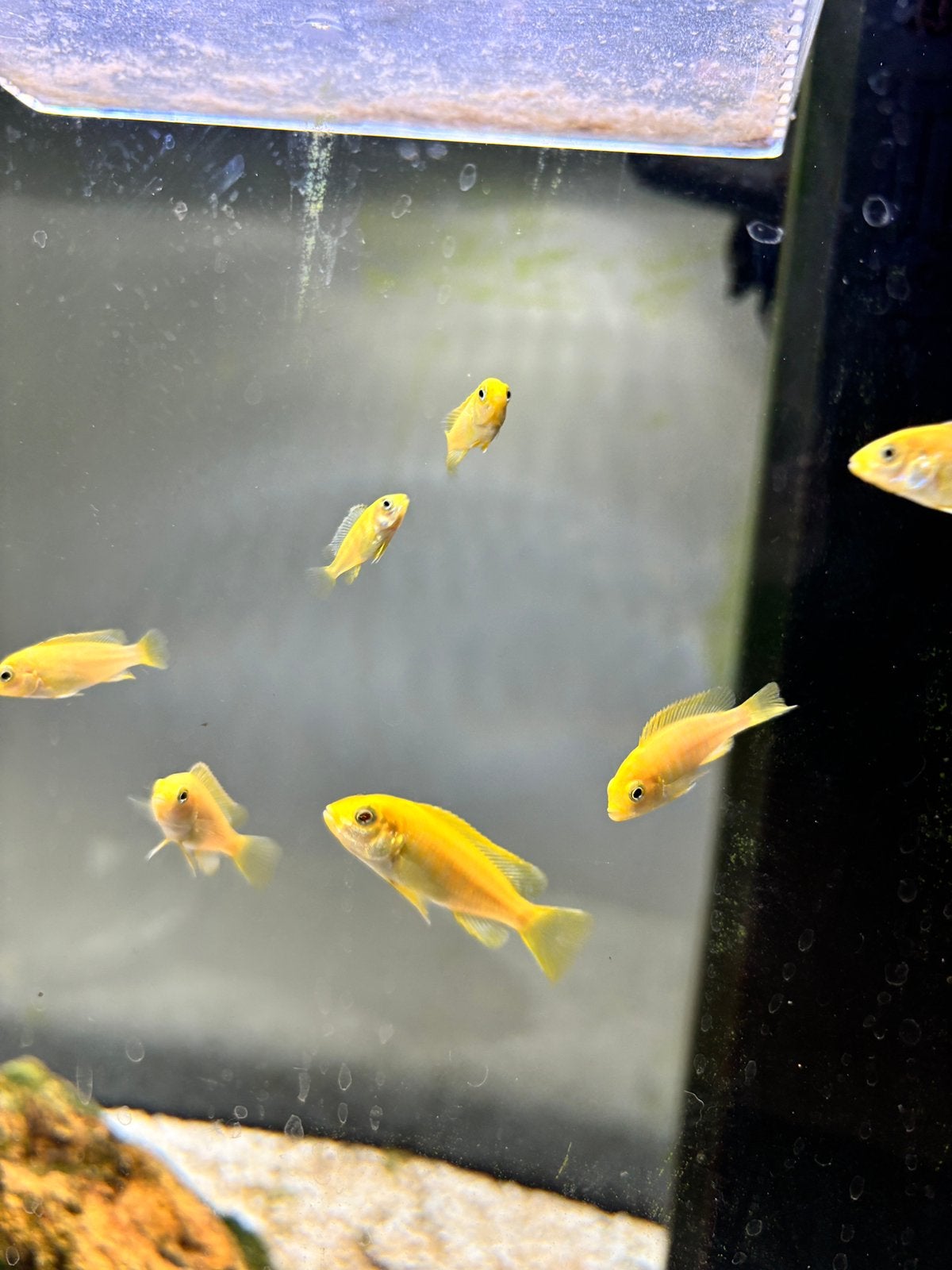 Labidochromis caeruleus, Poisson, Poisson d'eau douce, Banc de poissons