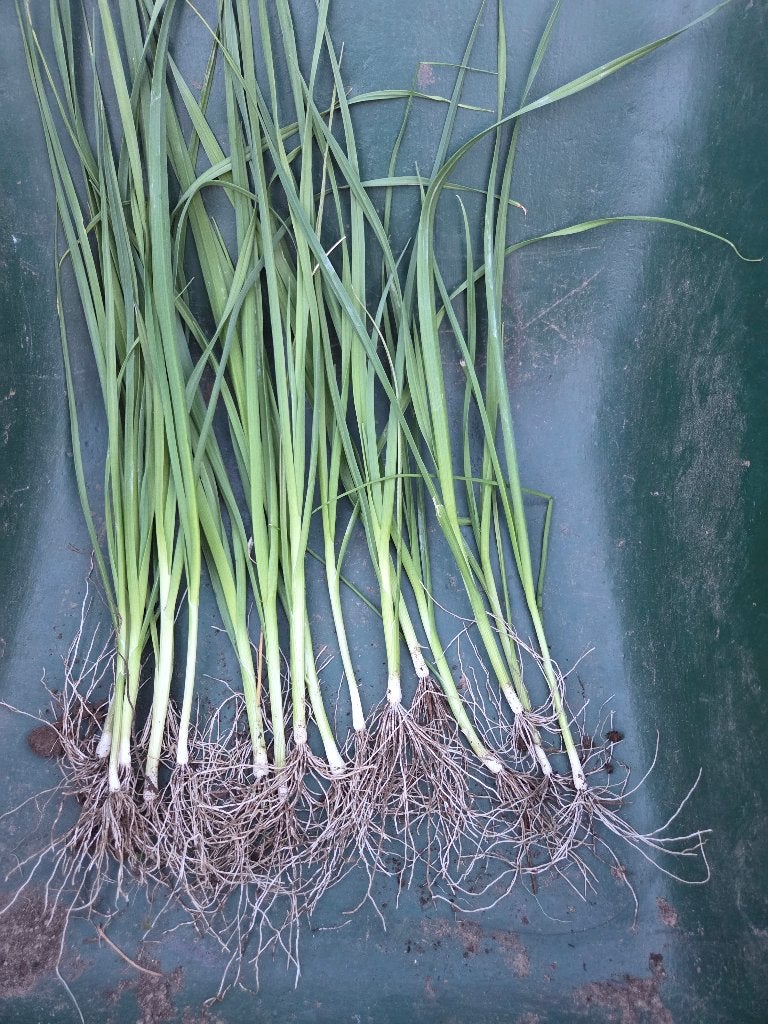 Preiplanten, Ophalen, Volle zon, Groenteplanten, Eenjarig