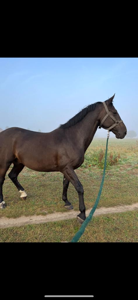 Ruin te koop, Dieren en Toebehoren, Paarden, Ruin, Zadelmak, 160 tot 165 cm, 11 jaar of ouder, Springpaard, Met stamboom, Gechipt
