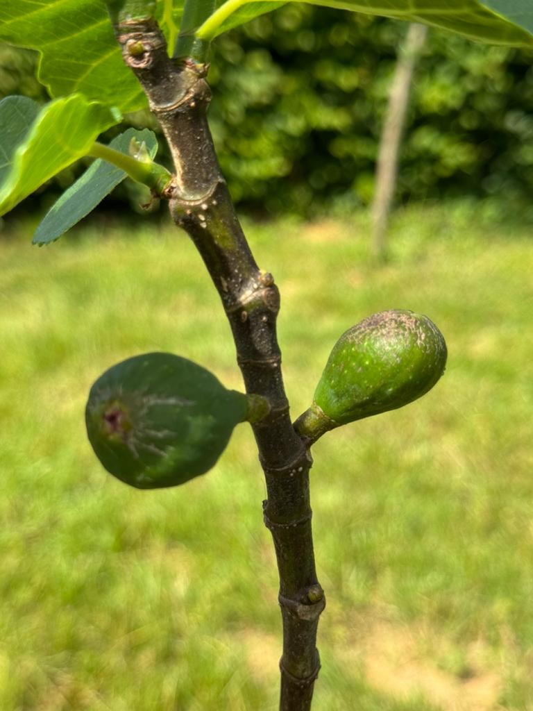 Vijgenboom, Jardin & Terrasse, Plantes | Arbres fruitiers, Enlèvement, Figuier