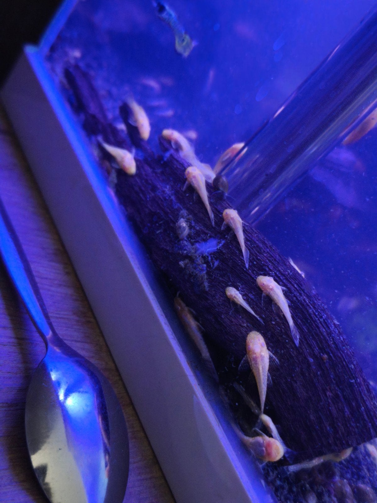 Ancistrus jongen, Animaux & Accessoires