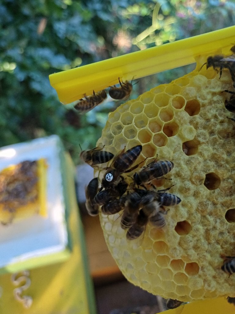 carnica F1 koningin bijen, Dieren en Toebehoren, Insecten en Spinnen, Bijen