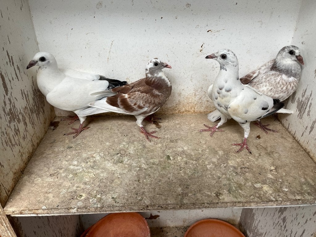 Postduiven, Dieren en Toebehoren, Vogels | Duiven, Meerdere dieren, Postduif