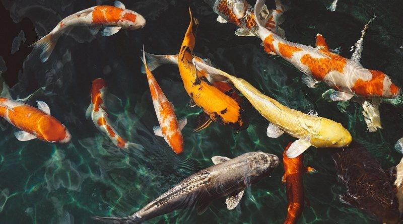Gratis vissen gezocht voor in vijver gelijk welke vissen., Dieren en Toebehoren, Vissen | Aquariumvissen