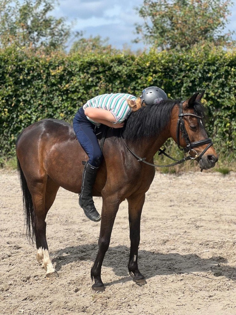 leuke C-pony merrie, Animaux & Accessoires, Poneys, Jument, B, Poney C (1.27 m à 1.37m), Poney de dressage, 11 ans ou plus, Avec pedigree