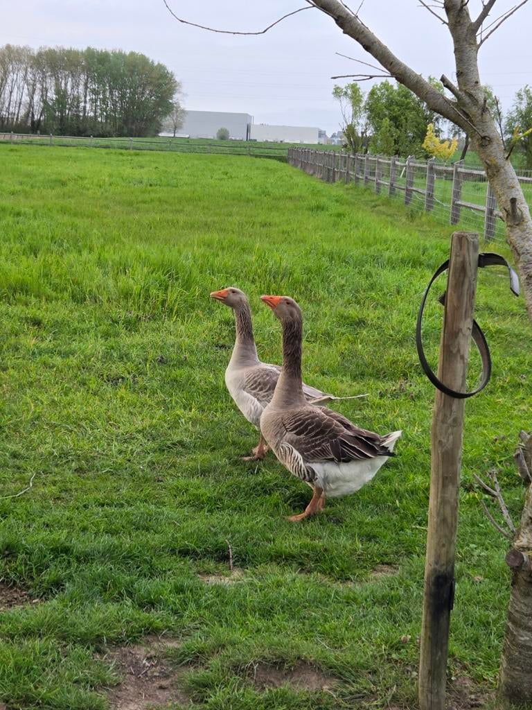 Koppel ganzen, Dieren en Toebehoren, Pluimvee