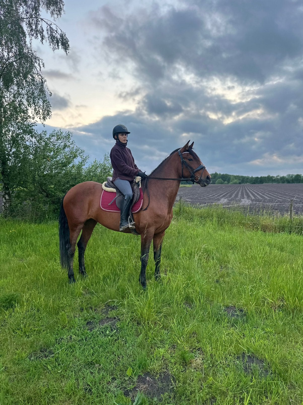 5 jarige merrie, Dieren en Toebehoren, Merrie