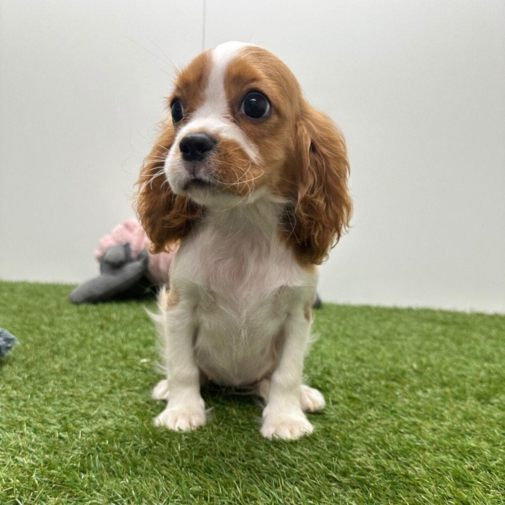 Nid d'épagneul Cavalier King Charles, Maladie de Carré (chiens), Plusieurs, Belgique, Plusieurs animaux