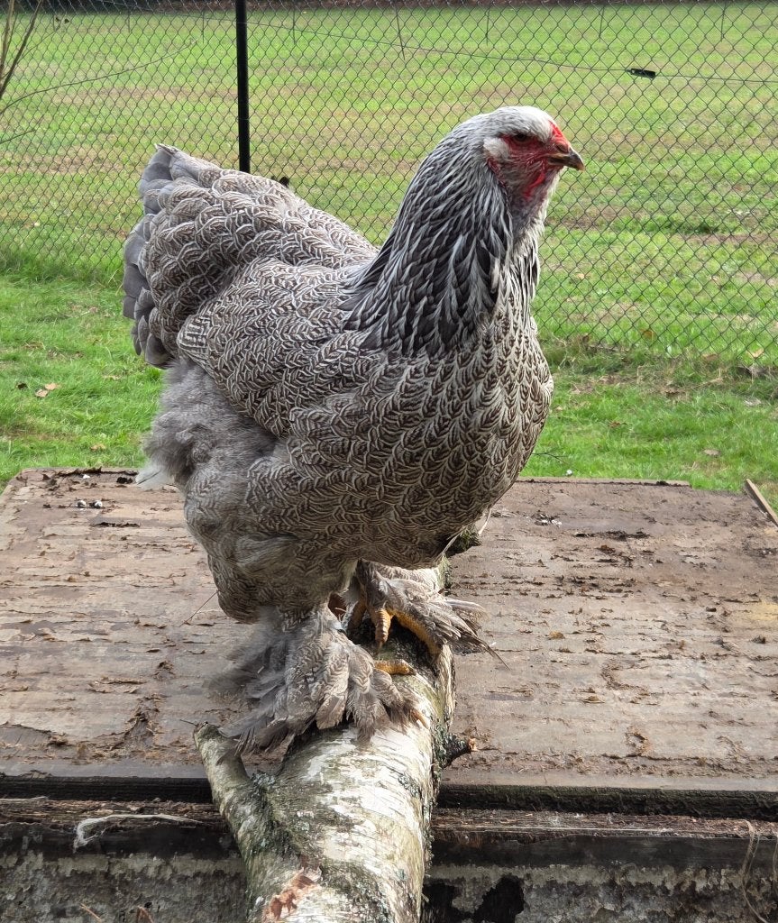 Brahma blauw zilverpatrijs hennen, Femelle, Poule ou poulet