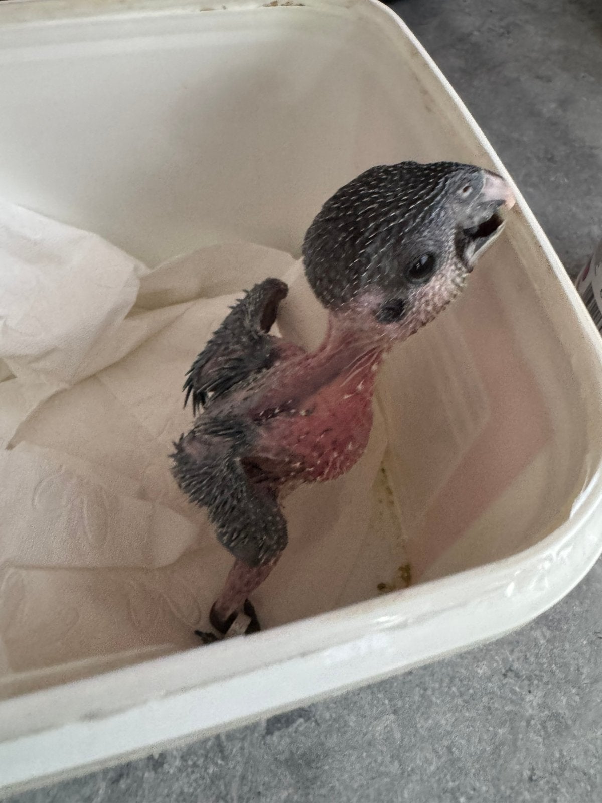 Bébé perroquet caique élevé main