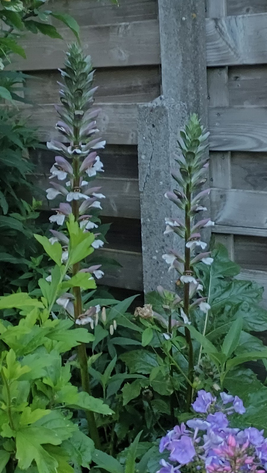 Acanthus, Tuin en Terras, Ophalen