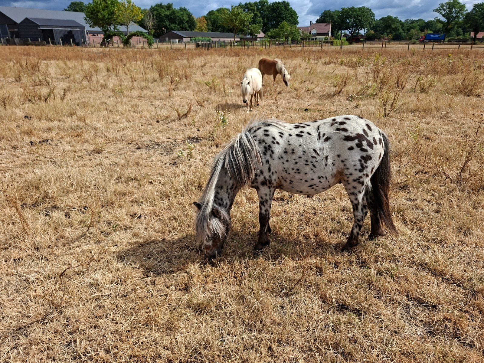 een prachtige appaloosa hengst, Dieren en Toebehoren, Merrie, Gechipt, 0 tot 2 jaar