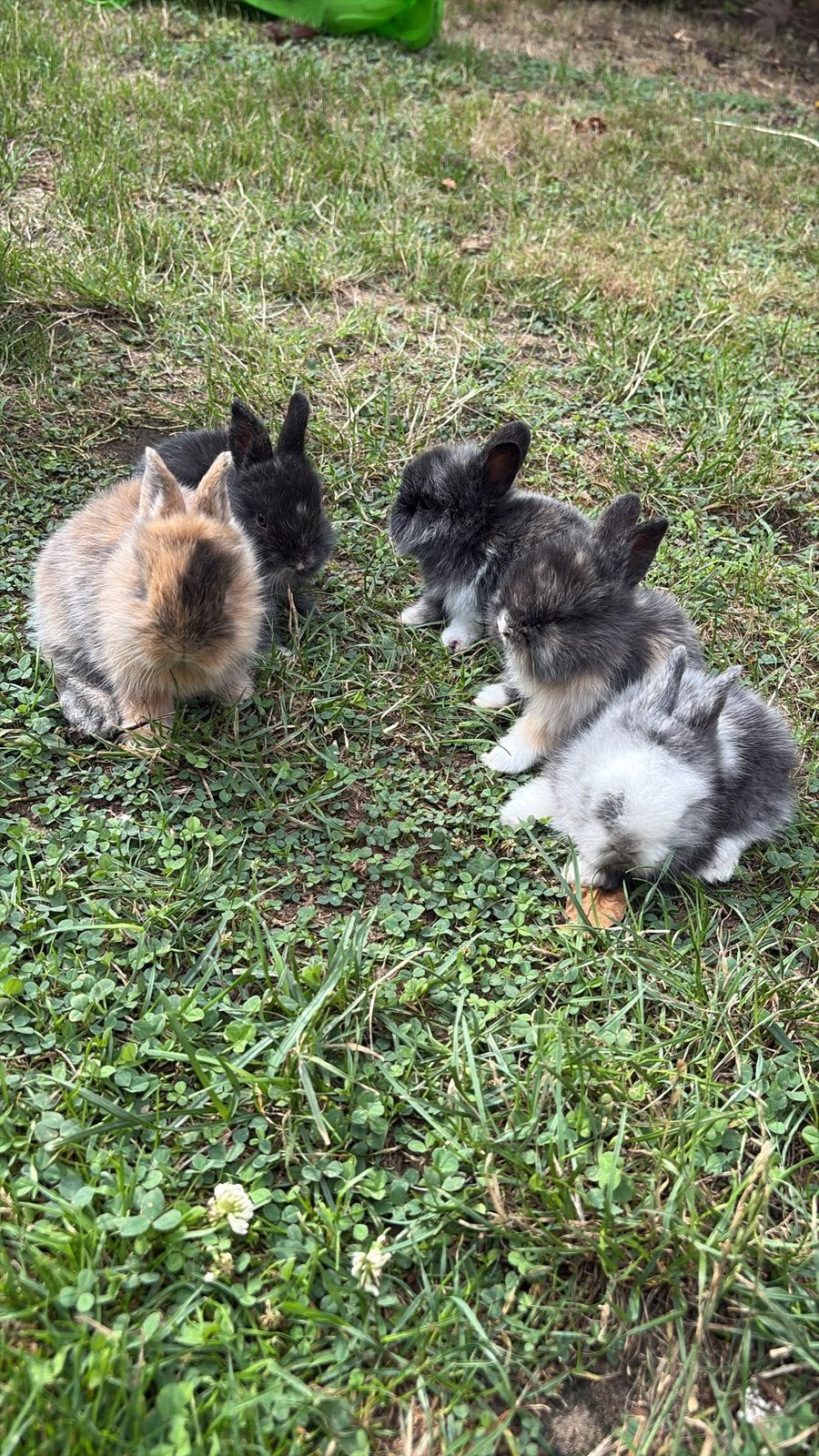 jonge dwergkonijntjes, Meerdere dieren, Dwerg, 0 tot 2 jaar