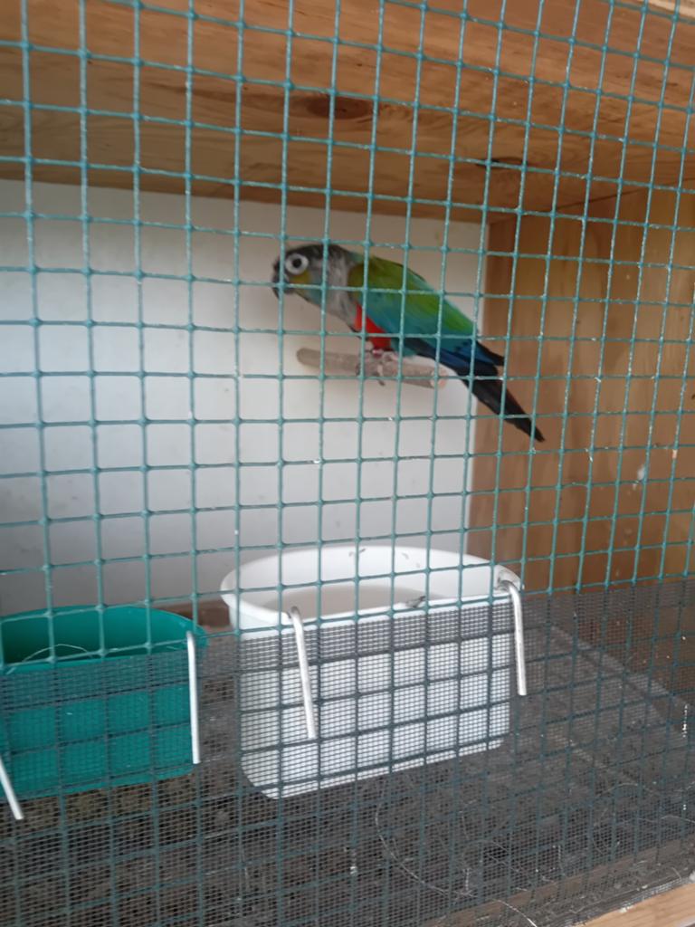 Pyrrhura, Dieren en Toebehoren, Vogels | Parkieten en Papegaaien