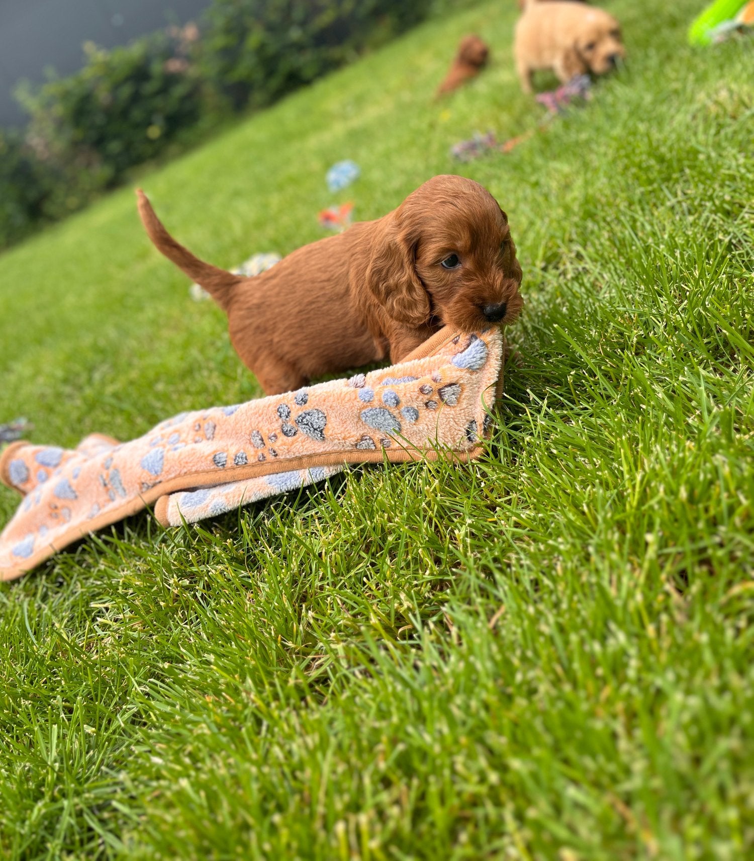 Beaux chiots cockapoo, Caniche, Plusieurs, Hépatite contagieuse (maladie de Rubarth), Belgique