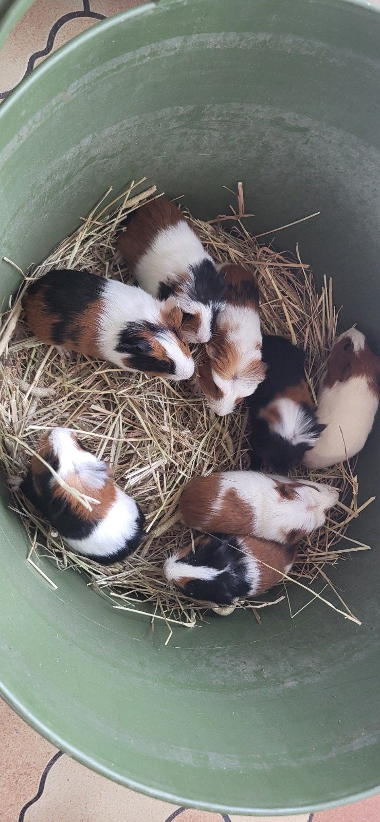 Cobayes, Animaux & Accessoires, Rongeurs, Avril, Plusieurs animaux