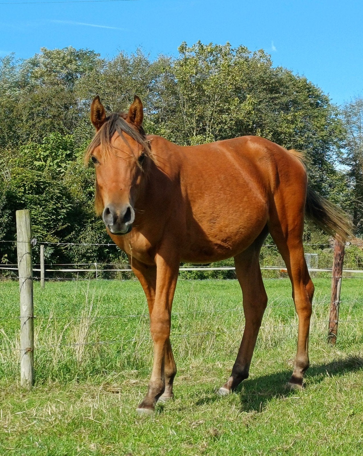 2 D/E Pony's 1,5 jaar oud., Dieren en Toebehoren, Minder dan 160 cm, 0 tot 2 jaar, Hengst, Gechipt
