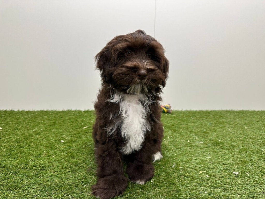 Havanezer pups, België, Overige rassen, 8 tot 15 weken, Parvo
