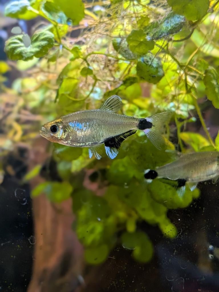 Aphyocharax nattereri

- Panda tetra, Dieren en Toebehoren