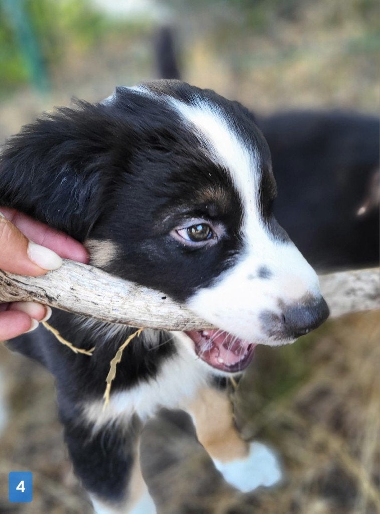 Australische herder pup / Australian Shepherd / Aussi pup, Dieren en Toebehoren, Parvo, België, 8 tot 15 weken, Meerdere